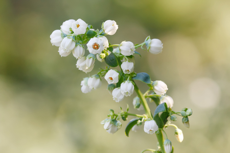 Blueberry tree with full bloom flowersの写真素材