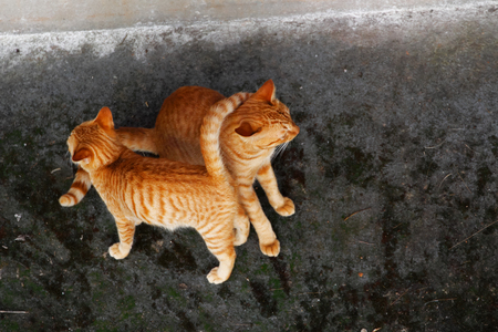 Top view two cats taken from aboveの写真素材