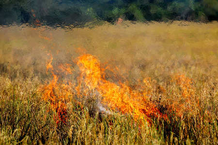 Rice field burning with fire produce a heat vapor wallの写真素材