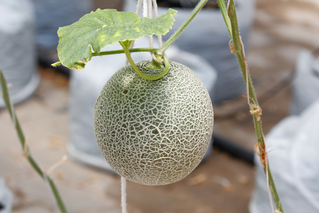 Closeup netted melon (Japanese melon) on the treeの写真素材