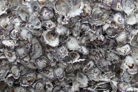 Closeup rock oyster growing and embedded on the rock surfaceの写真素材