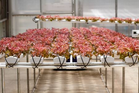 Red oak leaf lettuce growing by hydroponic system in the greenhouse