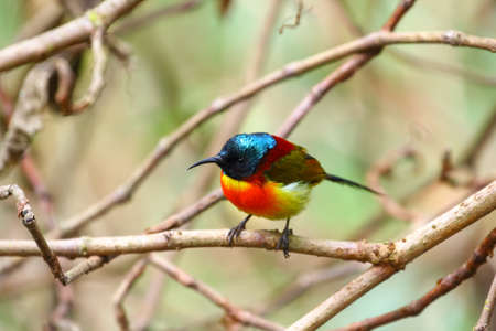 Green-tailed sunbird (Aethopyga nipalensis angkanensis) subspecies found on the summit of Inthanon national park, Thailand (soft focus from fog on the summit)の写真素材