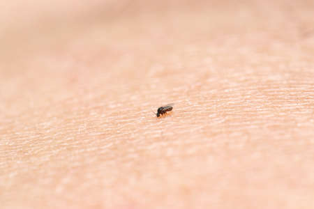 Black fly (gnat) sucking blood. Very small insect 1.5 mm. length compare to human skin surfaceの写真素材