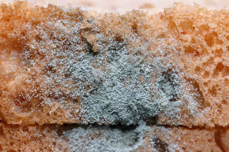 Closeup bread mold fungus (Penicillium sp.) show detail of sporangiospore, sporangium, rhizoid and...