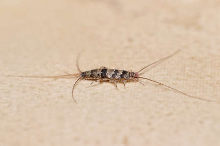 Banded silverfish (Thermobia domestica) lateral view, a common household pest.