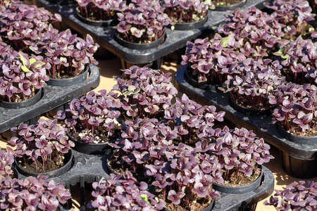 Red basil sprout in nursery farmの写真素材