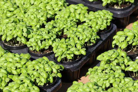Green basil sprout in nursery farm