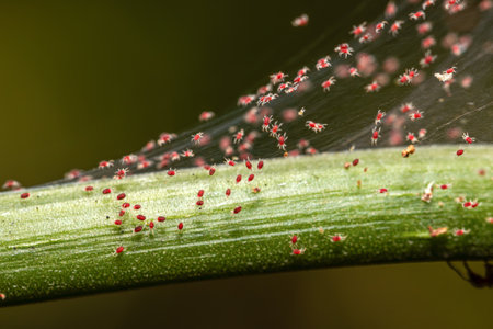 Plant-feeding red spider mite on garden cropsの写真素材