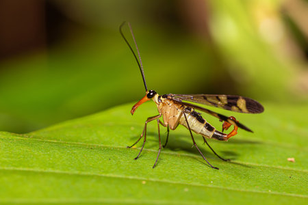 Male Neopanorpa scorpion fly from Thailand, Southeast Asiaの写真素材