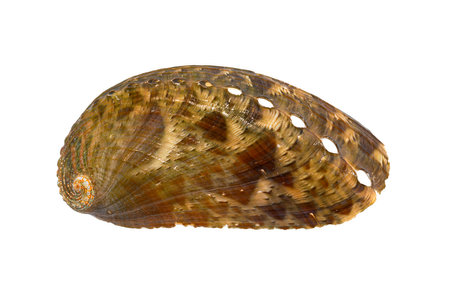Haliotis asinina, (Ass's/Donkey's Ear Abalone) tropical gastropod mollusk from Indo-Pacific sea...
