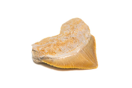 Cretaceous fossil, Crow shark (Squalicorax pristodontus) tooth on white background