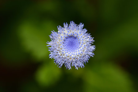 Crassocephalum rubens flower, the wild edible vegetables and herb from Africaの写真素材
