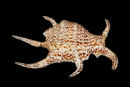 Chiragra Spider Conch (Harpago chiragra) lateral view on dark background, large sea snail family...