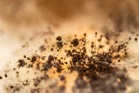 Closeup  black fungus hyphae and colonyの写真素材