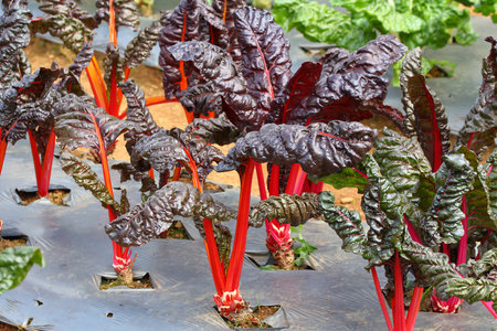 Rainbow Swiss chard leaf vegetable on the garden bedの写真素材