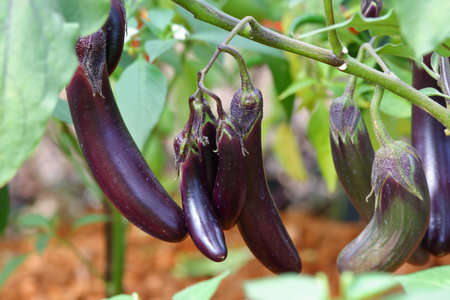 Long purple eggplant growing in the horticulture gardenの写真素材