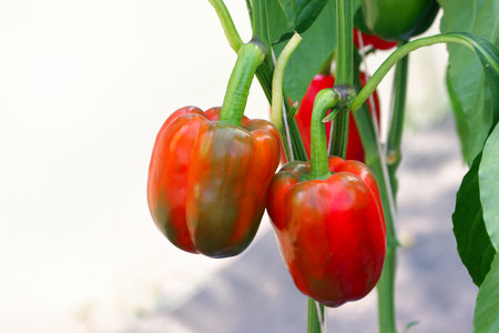 Closeup raw sweet bell pepperの写真素材