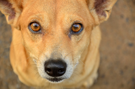dog lookingの写真素材