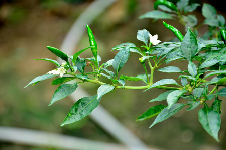 Thai chilli on treeの写真素材