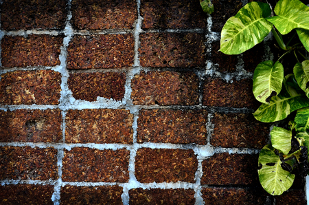red brick and ivy wallの写真素材