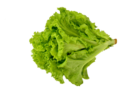 lettuceの写真素材