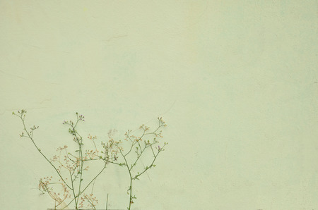 wall background and branches with a little flower, vintage style and pastel colorの写真素材