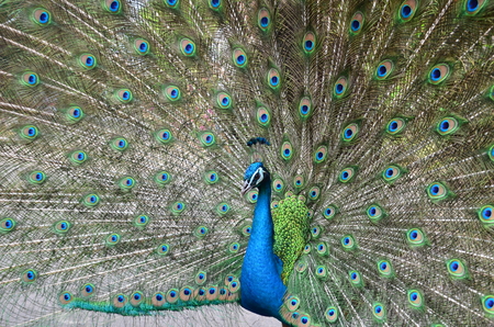 peacock or peafowl is spread tail feathersの写真素材