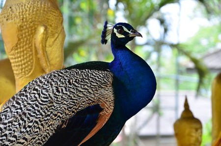 peacock or peafowlの写真素材
