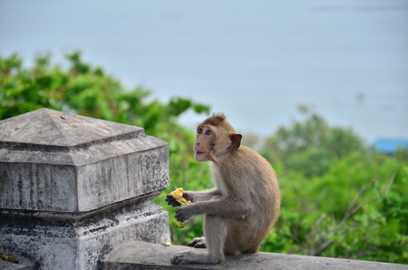 monkey eating bananaの写真素材