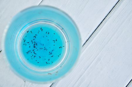 Dead ants in a glass of blue sweet drink on white woodの写真素材