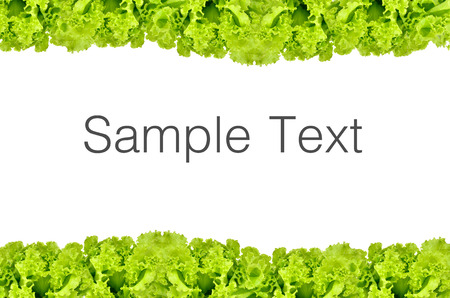 Fresh green lettuce isolated on a white backgroundの写真素材