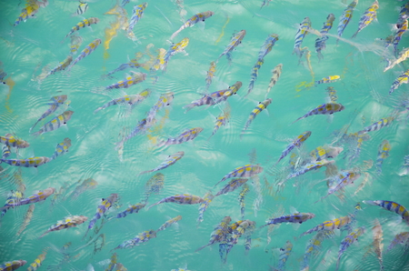The crystal clear water until can see blurred fishの写真素材