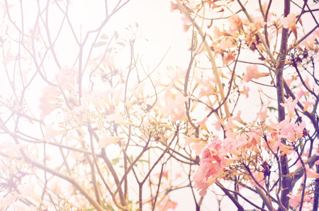 Pink trumpet tree flower blooming in valentine's day like sweet dream Tabebuia rosea, Family...