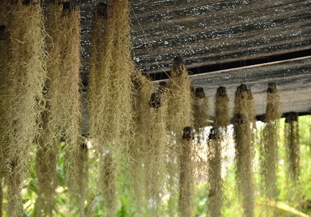 spanish moss hanging strand. Nuad Ru See is the name of Thai languageの写真素材