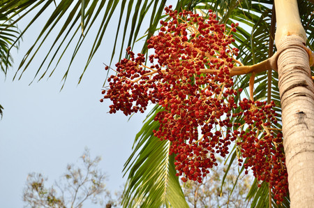 Areca catechu: plam plant from asiaの写真素材