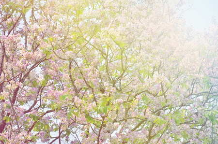 blurred queen crape myrtle flower for background textures and sepia color styleの写真素材