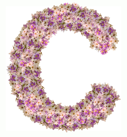Letter C alphabet with zinnia flower ABC concept type. Typography designの写真素材