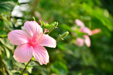a pink hibiscus flower with blue leaf background