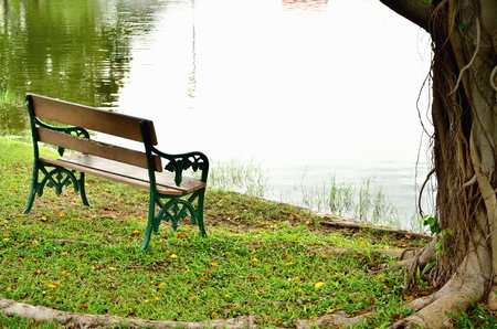 Tree with bench and green grassの写真素材
