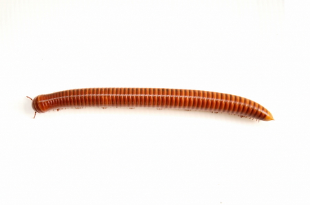A Pair of Millipedes mating on white backgroundの写真素材