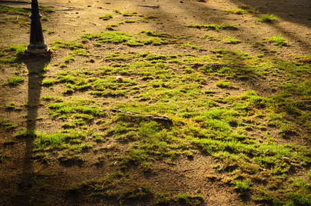 green grass with light of sunsetの写真素材