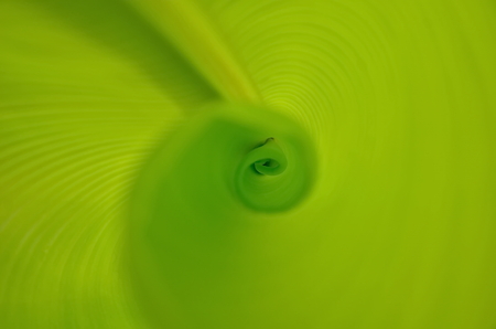 banana leaf for background texturesの写真素材