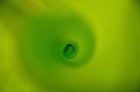 banana leaf for background texturesの写真素材