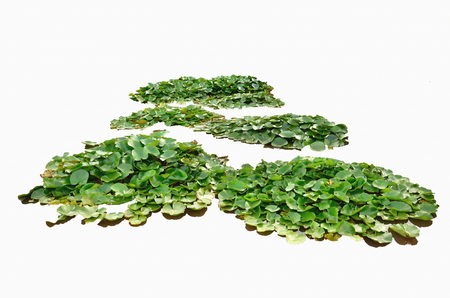 lotus leaf on white backgroundの写真素材