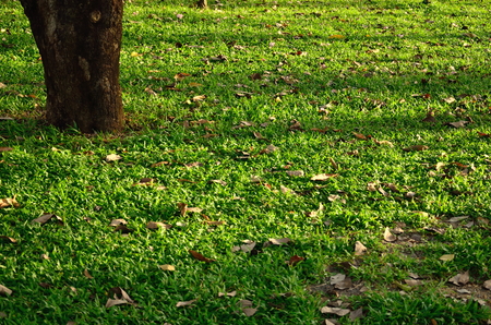 green grass field with treeの写真素材
