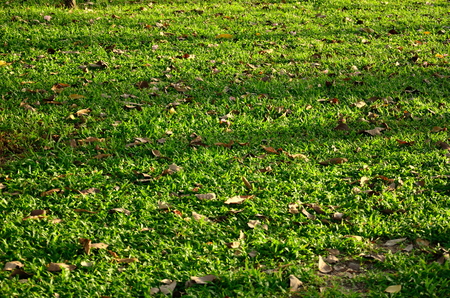 green grass for background texturedの写真素材