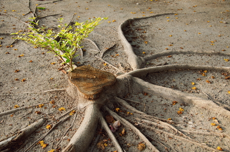 The root of the treeの写真素材