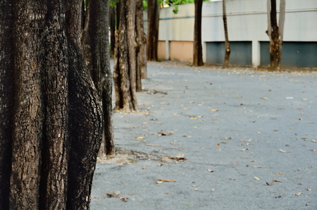 Country road running through tree alley.の写真素材