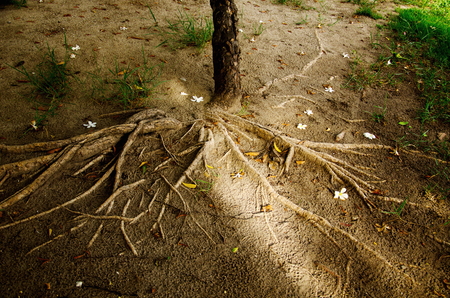 The root of the treeの写真素材